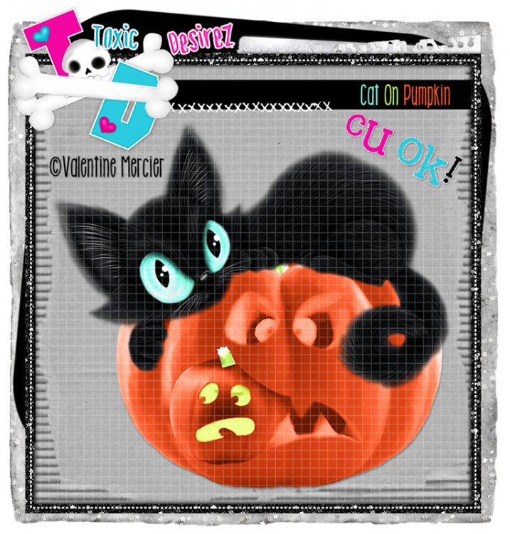 Cat On Pumpkin 1 - Click Image to Close